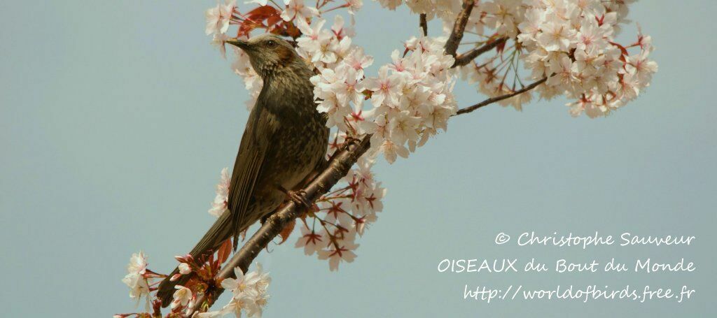 Bulbul à oreillons bruns