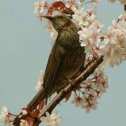 Brown-eared Bulbul