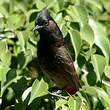 Bulbul à ventre rouge