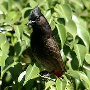 Red-vented Bulbul