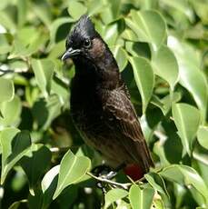 Bulbul à ventre rouge