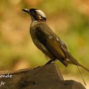 Light-vented Bulbul