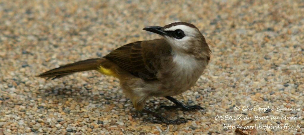 Yellow-vented Bulbul