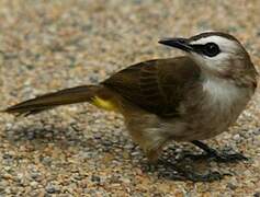 Yellow-vented Bulbul