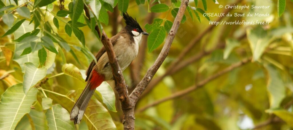 Bulbul orphée, identification