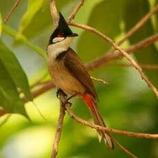 Bulbul orphée