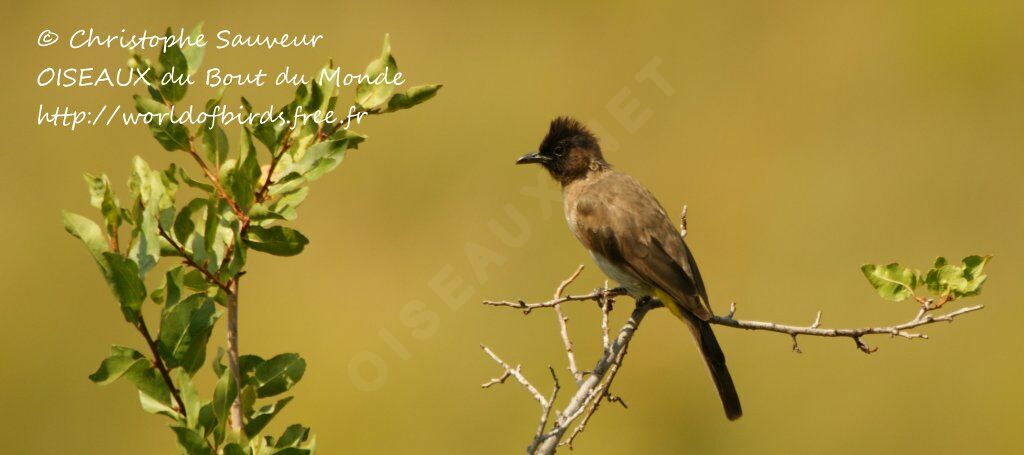 Bulbul tricolore