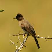 Dark-capped Bulbul