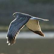 Northern Harrier