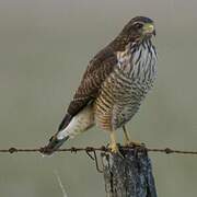 Roadside Hawk