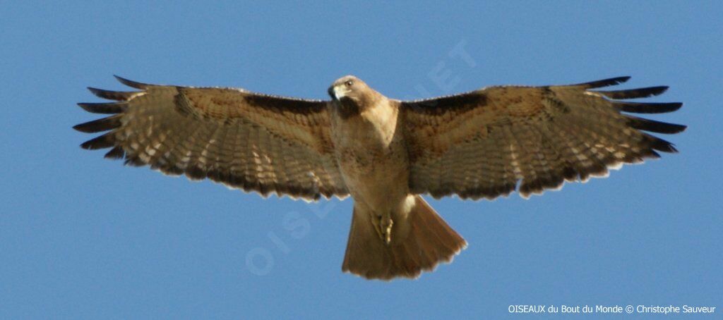 Red-tailed Hawk