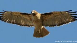 Red-tailed Hawk