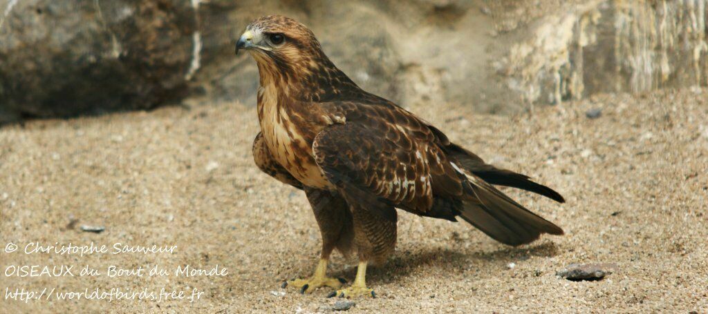 Common Buzzard