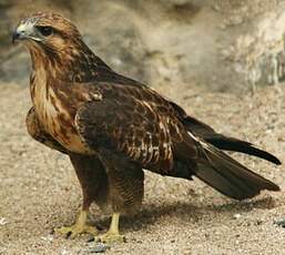 Buse variable