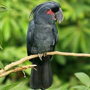 Palm Cockatoo