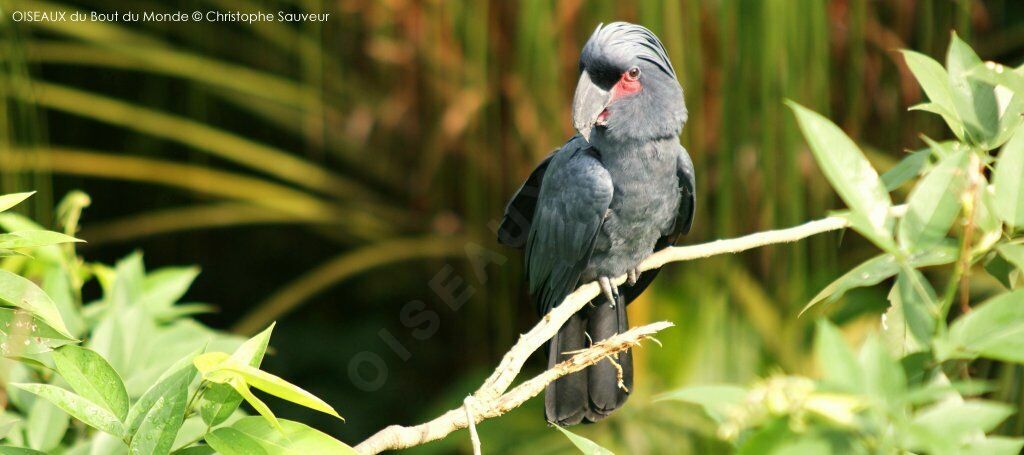 Palm Cockatoo