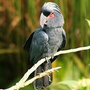 Palm Cockatoo