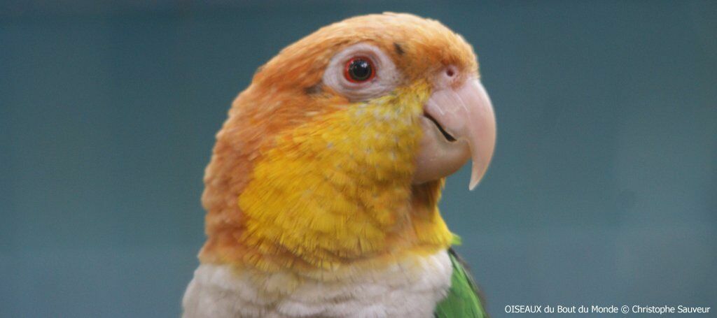 White-bellied Parrot