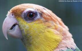 White-bellied Parrot