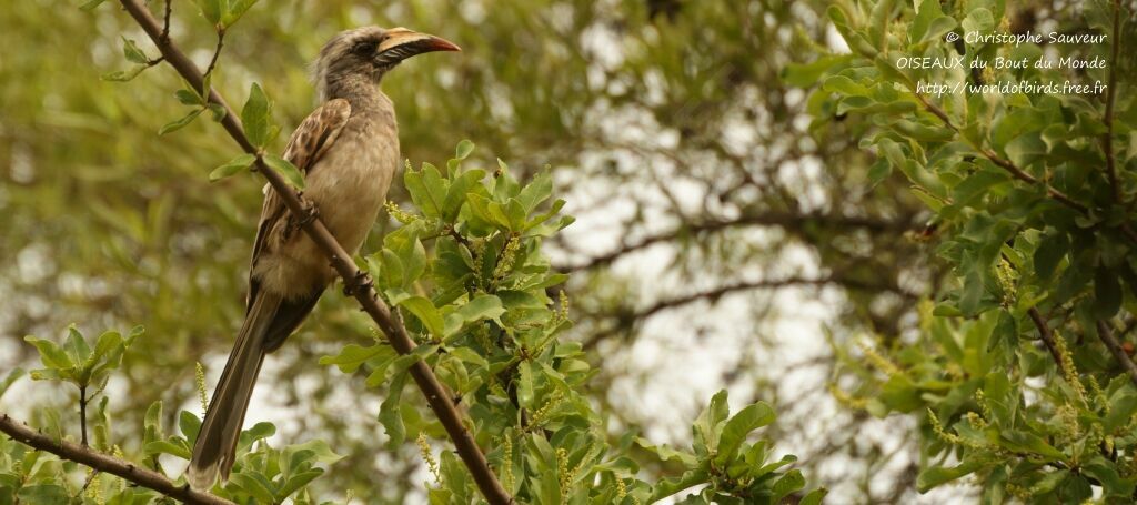 African Grey Hornbill