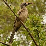 African Grey Hornbill