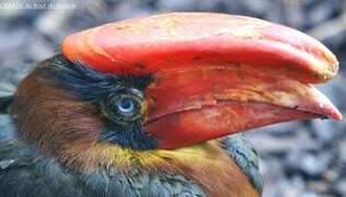 Rufous Hornbill