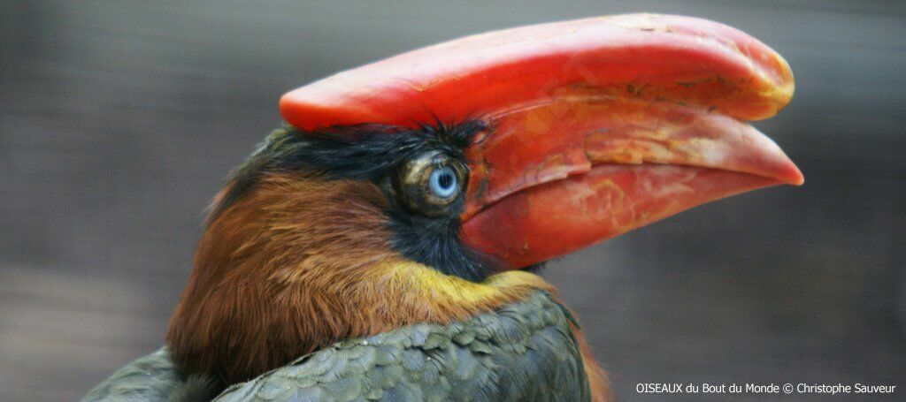 Rufous Hornbill