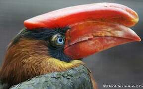 Rufous Hornbill