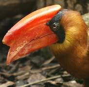 Rufous Hornbill