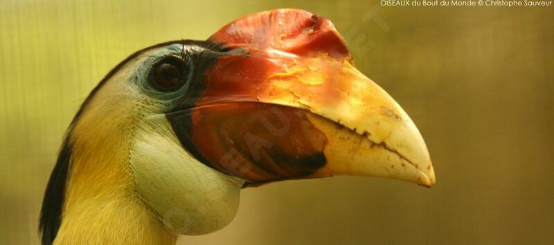 Wrinkled Hornbill male, close-up portrait