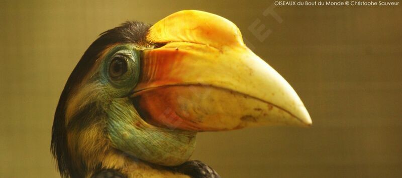 Wrinkled Hornbill female, close-up portrait