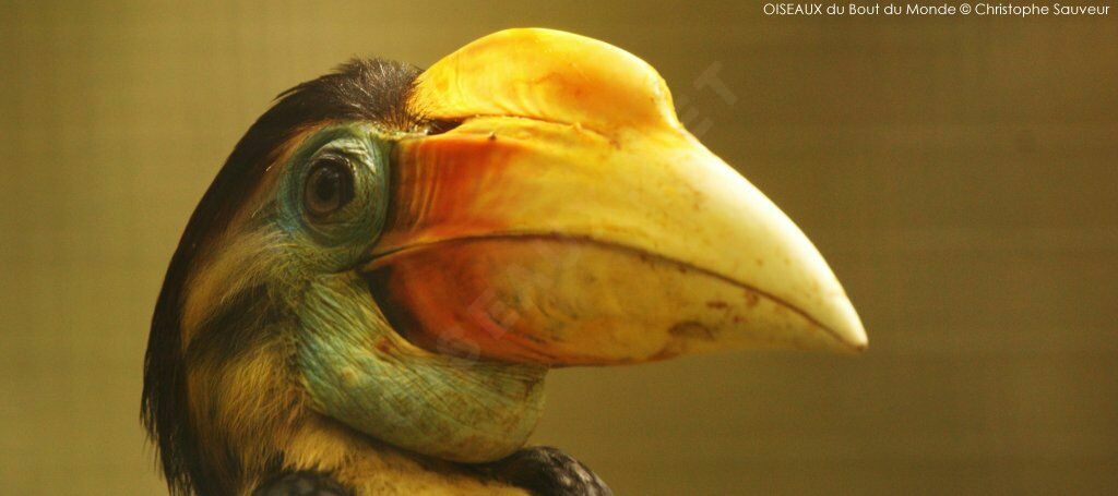 Wrinkled Hornbill female, close-up portrait