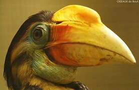 Wrinkled Hornbill