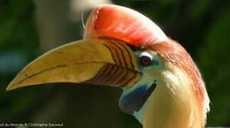 Knobbed Hornbill