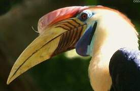 Knobbed Hornbill