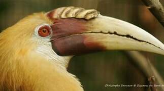 Plain-pouched Hornbill