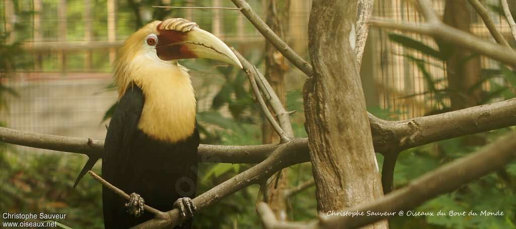 Plain-pouched Hornbill