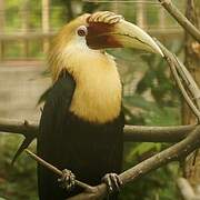 Plain-pouched Hornbill