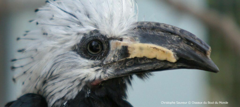 White-crested Hornbill