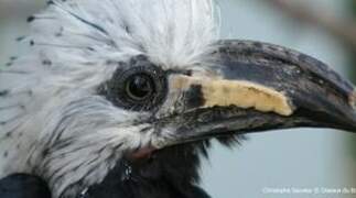 White-crested Hornbill