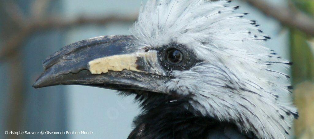 White-crested Hornbill