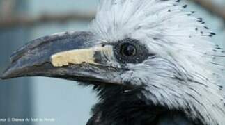 Western Long-tailed Hornbill