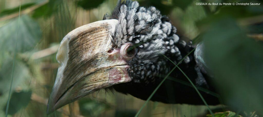 Silvery-cheeked Hornbill