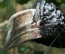 Silvery-cheeked Hornbill