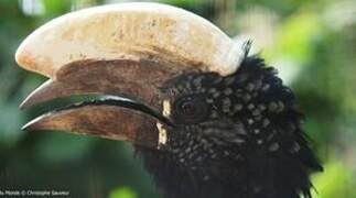 Silvery-cheeked Hornbill