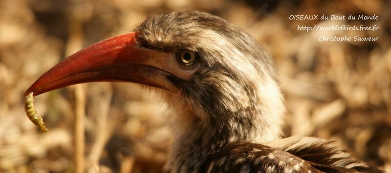 Southern Red-billed Hornbill, identification, feeding habits