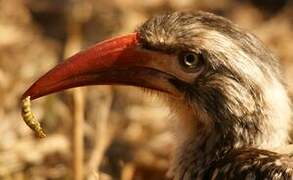 Southern Red-billed Hornbill