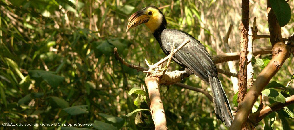 Sulawesi Hornbill male