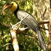 Sulawesi Hornbill