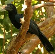 Sulawesi Hornbill